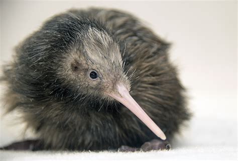 Miami zoo apologizes for treatment of threatened kiwi bird